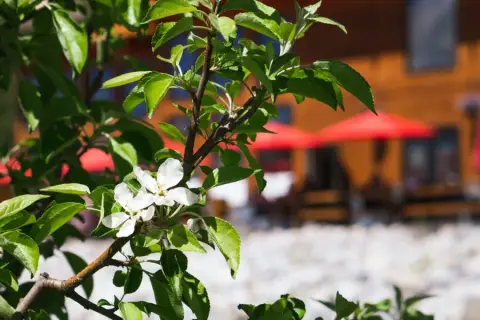 Close-up of a flowering tree branch with green leaves and white blossoms in the foreground, with a blurred background of a building with win