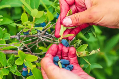 A pair of hands with red dirt under the fingernails plucking ripe, dark blue berries from a green bush with small, oval leaves.