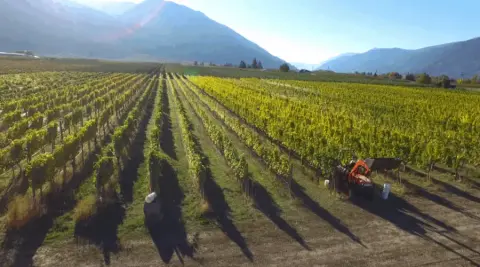 Orofino vineyard in the Similkameen Valley