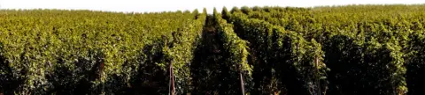 The Osoyoos Larose estate vineyard
