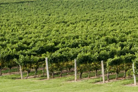 Rows of vines in the Peninsula Ridge vineyard
