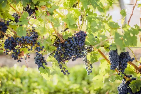 Clusters of red grapes on the vine at Peninsula Ridge