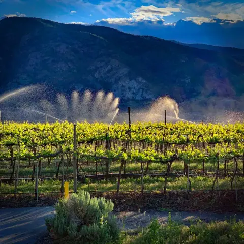 Vistaridge vineyard on the Skaha Bench