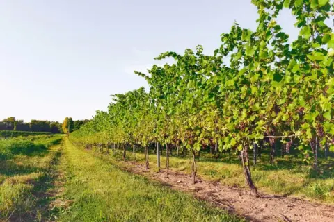 Perenelle vineyard rows