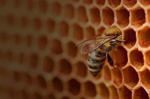 Podolski Honey Farms product photo