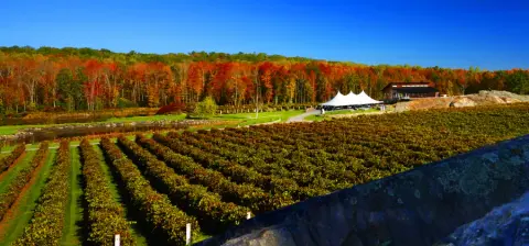 Potter Settlement winery near Tweed, Ontario