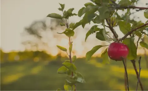 A red apple ripening on a young tree in the Prairie Bears orchard at sunset