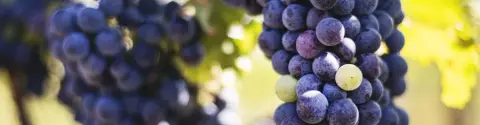 Cabernet Franc vines in the Redstone estate vineyard