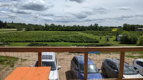 The Reveresque orchard seen from the winery deck