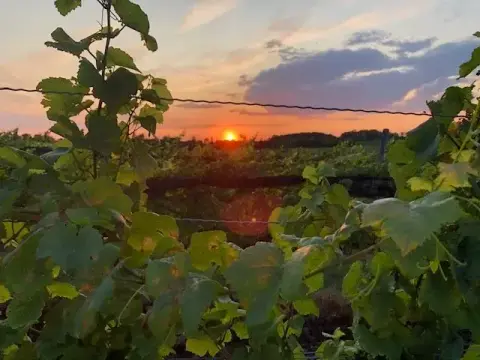 Ridge Road vineyard at sunset