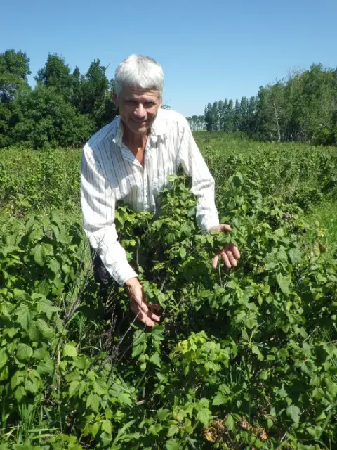 Black currants growing on the Rigby farm