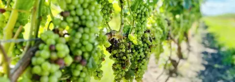 Riverview Cellars Estate Winery product photo