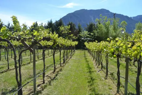 Robin Ridge Winery product photo