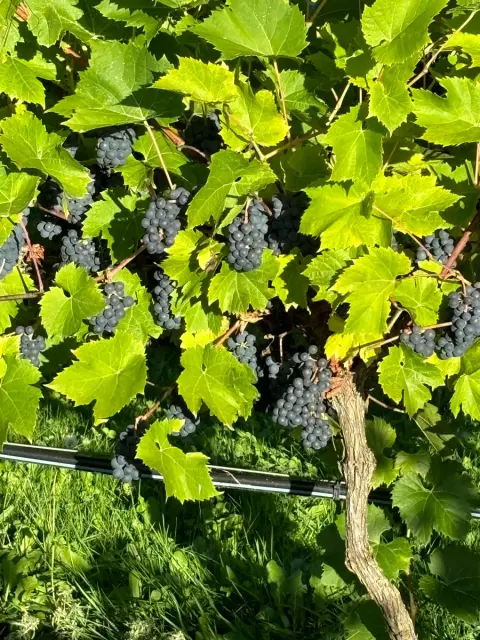 Close-up of Léon Millot grapes on the vine