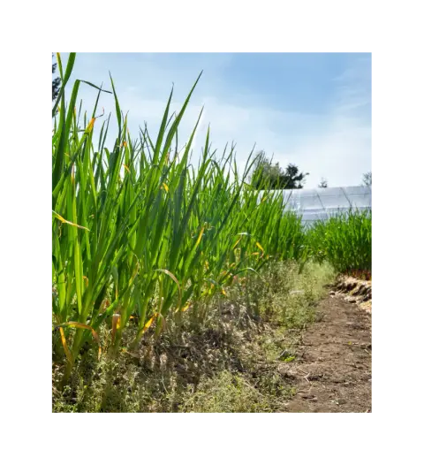Crops growing in a field on the Rusted Rake farm