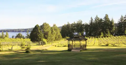 Sage Hayward Vineyards on Saturna Island