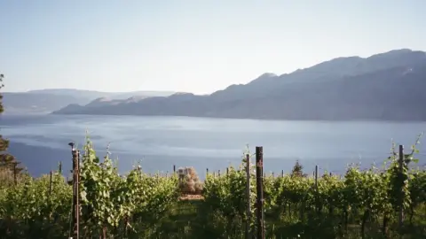 Sage Hills Organic Vineyard & Winery product photo