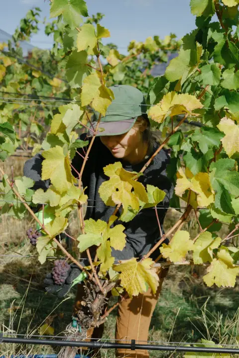 Sage Hills Organic Vineyard & Winery product photo