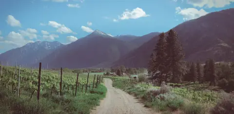 Scout Vineyard in the Similkameen Valley