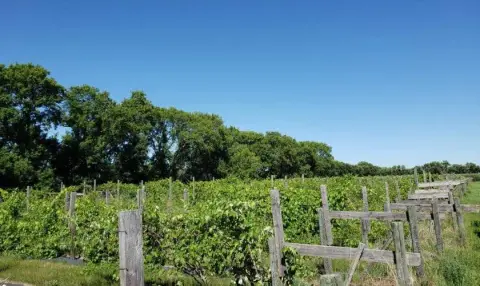 Rows of cold-hardy grapevines on the Shrugging Doctor vineyard in southern Manitoba