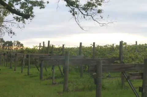 Trellised vines at the Shrugging Doctor vineyard at dusk
