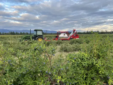 Ripe haskap bushes in the foreground with a tractor and berry harvester in the field near Whitehorse