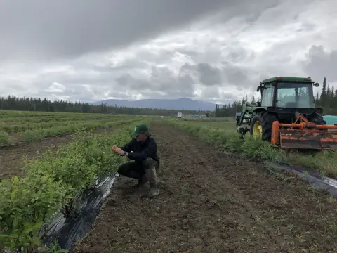 A grower checking young haskap plants in rows at the Yukon berry farm, with mountains behind