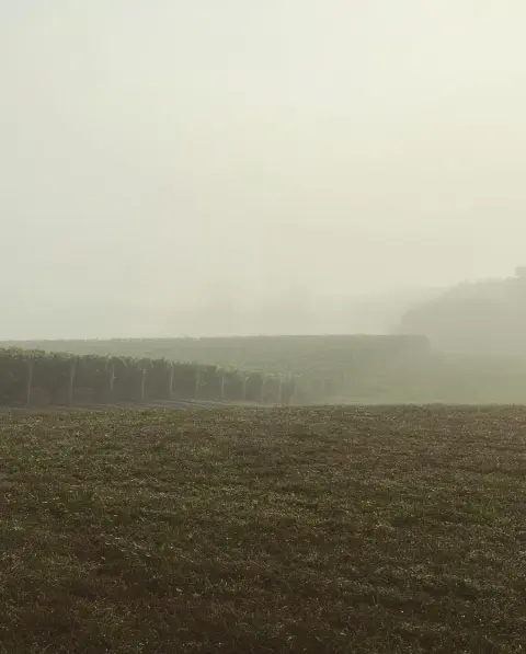 Fog over the vines at Sons & Daughters Winery in Fonthill
