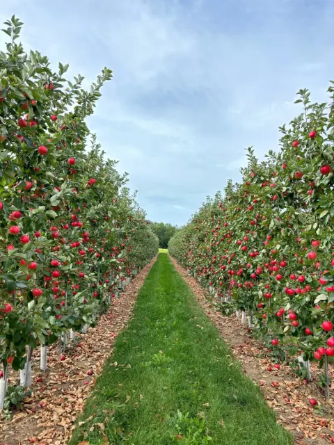 Rows of apple trees in the Spurr Brothers orchard