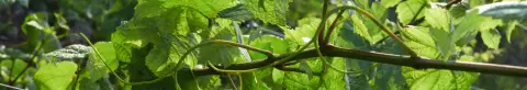 Stanners Vineyard product photo
