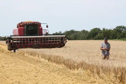 Combining the Stonepicker farm's barley used for the malt
