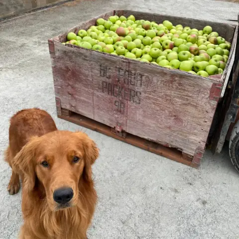 Dog standing beside a wooden bin of green apples at the Summerland orchard