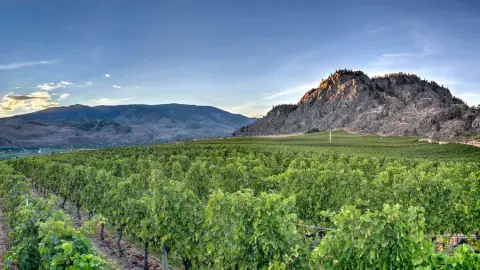 Sunrock Vineyards product photo