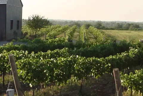 The TerraCello vineyard