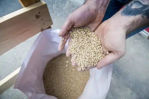 A handful of barley grown and malted on the farm