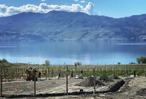 Planting the Cabernet Franc block in The Gallery Vineyard