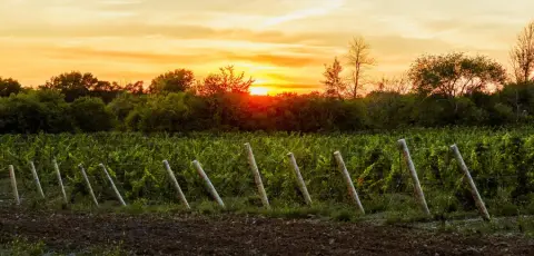 The Grange of Prince Edward winery at sunset