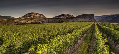 Township 7 vineyard view