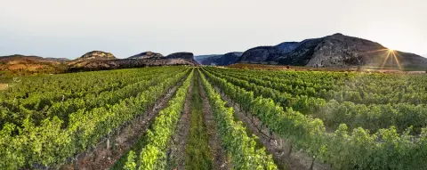 Township 7 vineyard at sunset