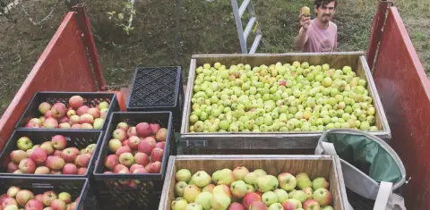 Crates of freshly harvested Pender Island apples in the orchard
