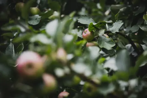 The Twin Pines apple orchard in Lambton Shores