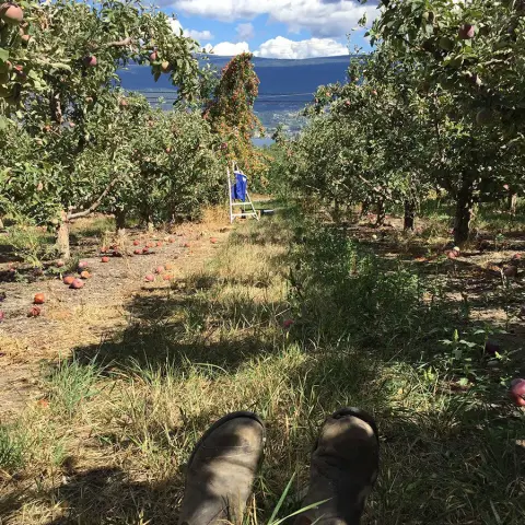 Rows of apple trees with fallen fruit in an orchard