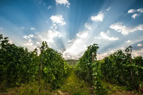 Van Westen Vineyards on the Naramata Bench