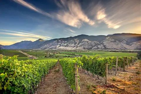 Vanessa Vineyard estate