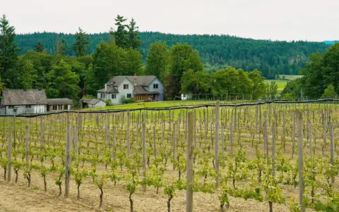 View over the Venturi-Schulze vineyard and valley