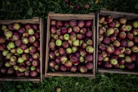 pommes