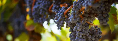 Vignoble Cortellino product photo