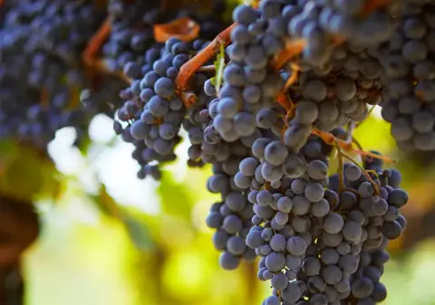 Vignoble Cortellino product photo