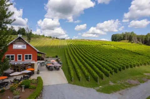 The winery boutique and terrace beside rows of vines on the hillside at Béthanie