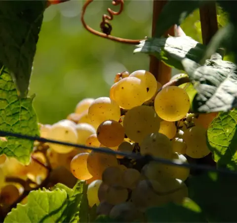 L'expérience Des Vendanges 03 octobre 2026